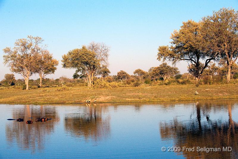 20090616_080142 D3 X1.jpg - The hippos we saw were in Botswana.  They are seen most in Zambia and Tanzania